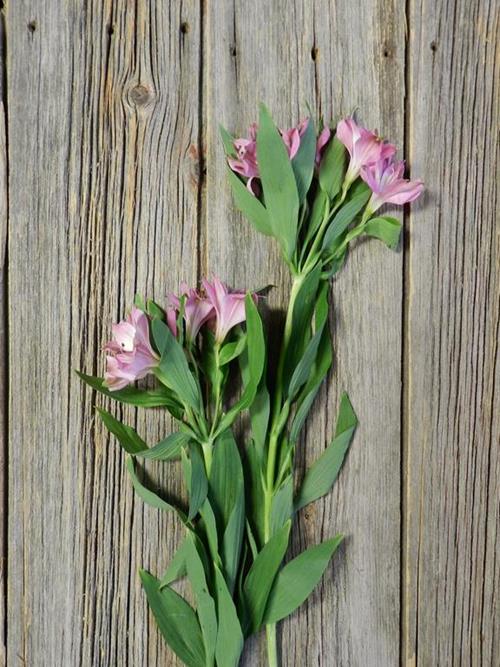 INTENZE HOT PINK ALSTROEMERIA